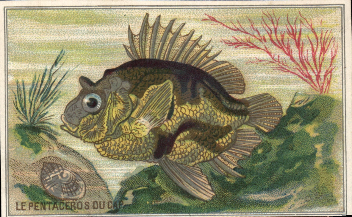 Image Le Pentaceros du Cap Afrique du Sud Poisson 