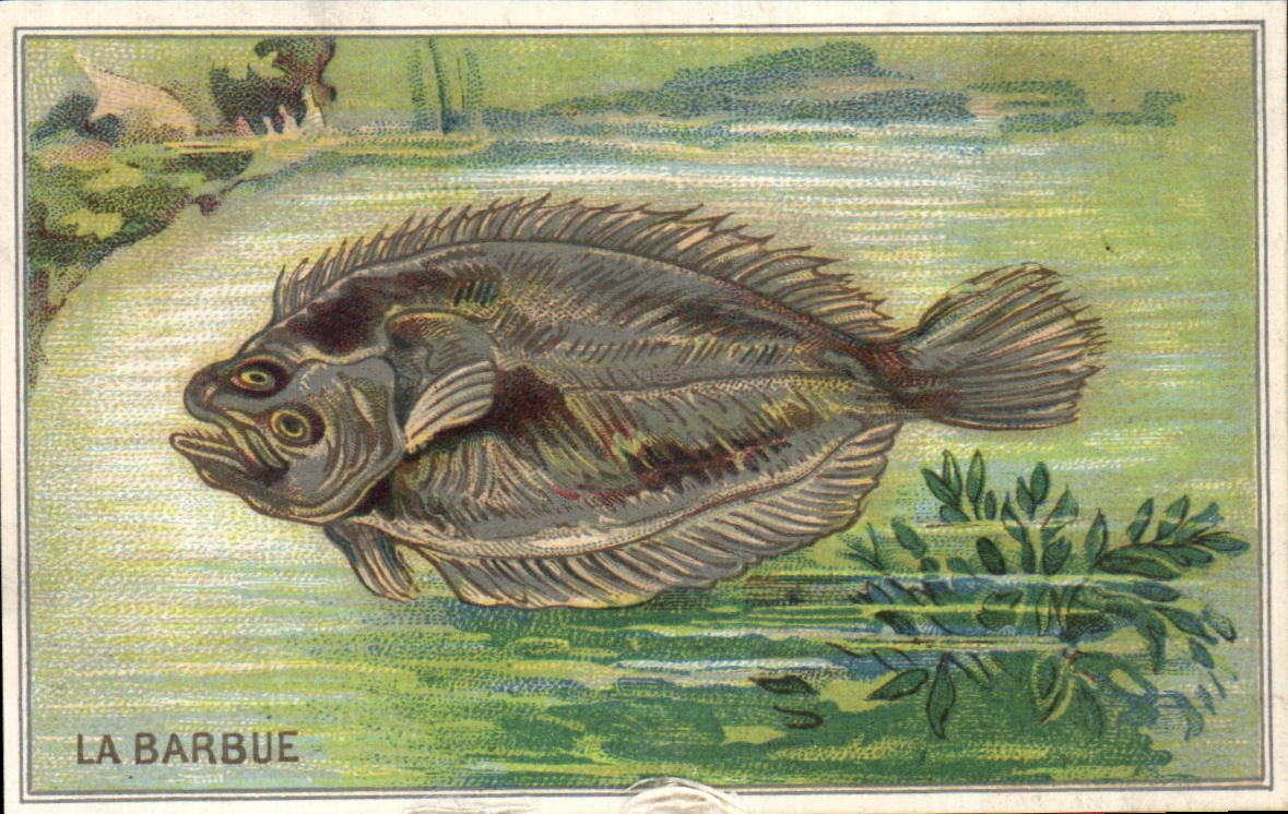 Image La Barbue Poisson 