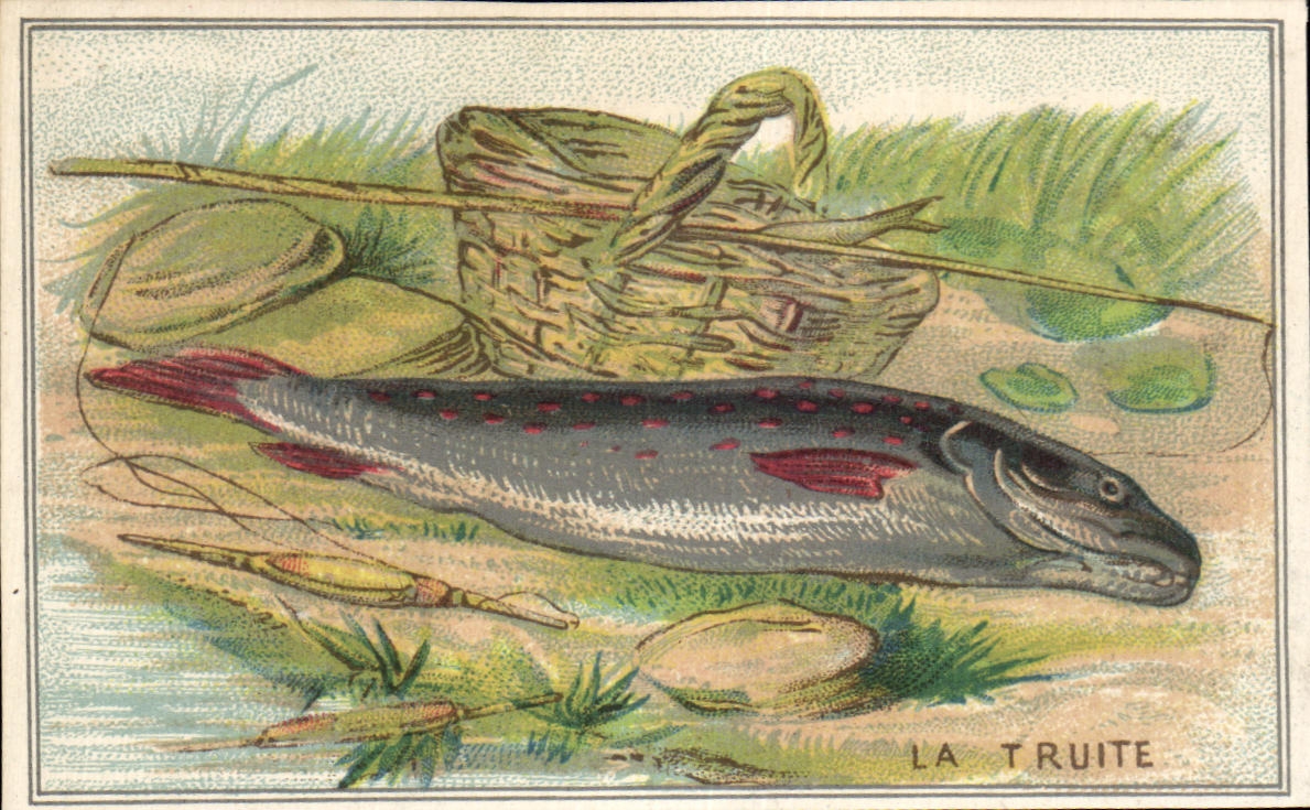 Image La Truite Poisson 