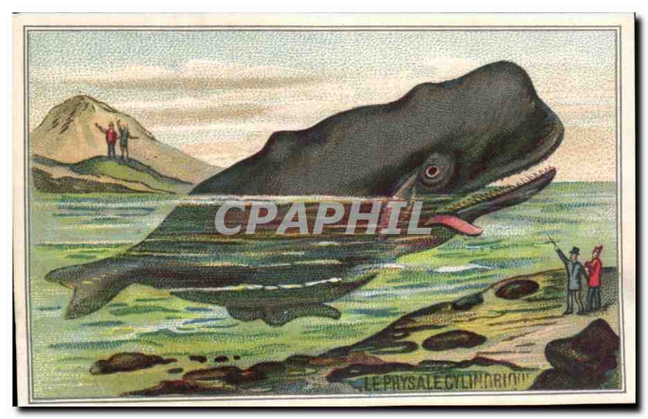 Image Le Physale Baleine