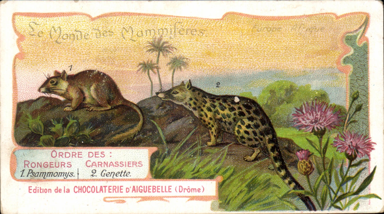 Chromo Le monde des Mammiferes Chocolaterie d'Aiguebelle Drome Psammomys Genette 