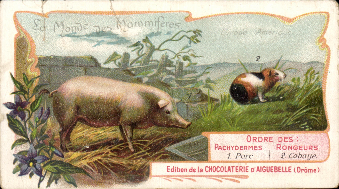 Chromo Le Monite des Mammiferes Chocolaterie d'Aiguebelle Drome Porc Cobaye Hamster Cochon 