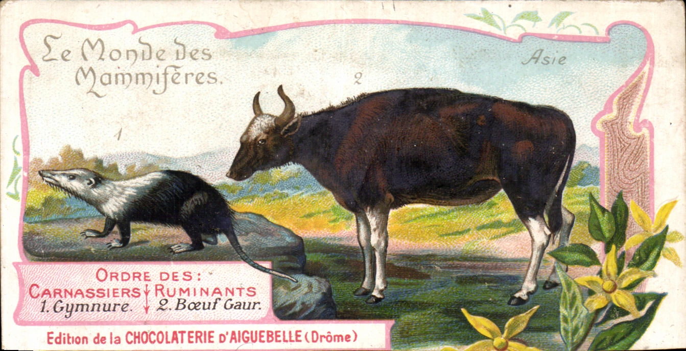 Chromo Le Monde Des Mammiferes Chocolaterie d'aiguebelle Drome Gymnure Boeuf Gaur 