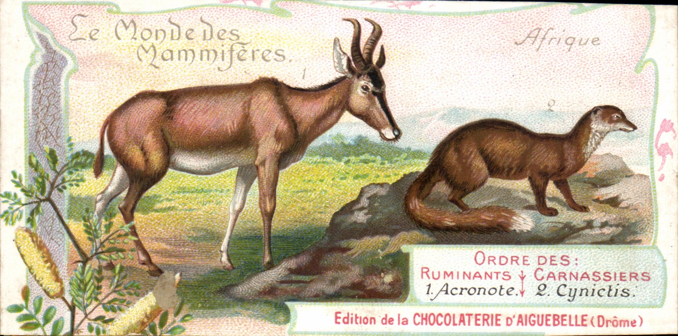 Chromo Le Monde Des Mammiferes Chocolaterie d'aiguebelle Drome Acronote Cynictis 