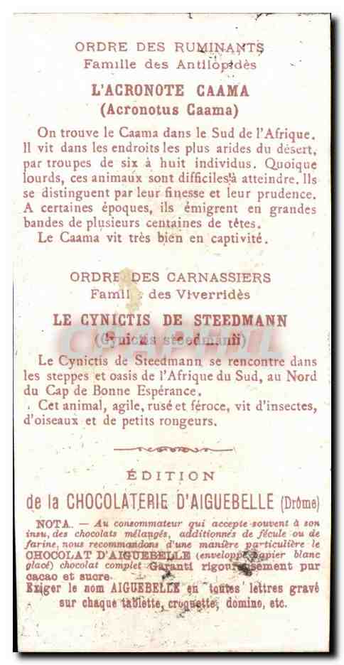 Chromo Le Monde Des Mammiferes Chocolaterie d'aiguebelle Drome Acronote Cynictis  — Rückseite