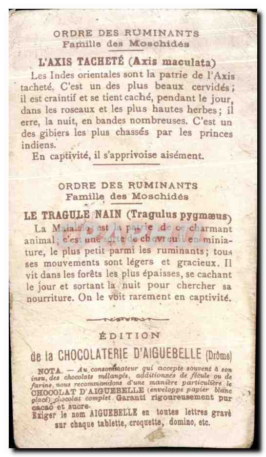 Chromo Le Monde Des Mammiferes Tragule Axis  — Rückseite