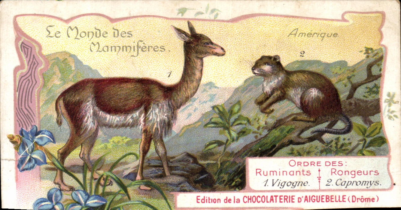 Chromo Le Monde Des Mammiferes Chocolaterie d'aiguebelle Drome Spalax Mouton 
