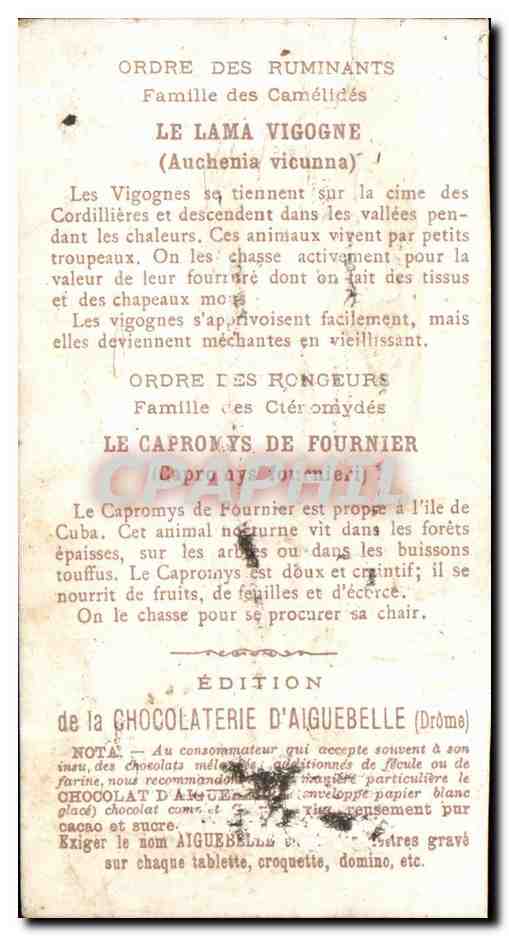 Chromo Le Monde Des Mammiferes Chocolaterie d'aiguebelle Drome Spalax Mouton  — Rückseite