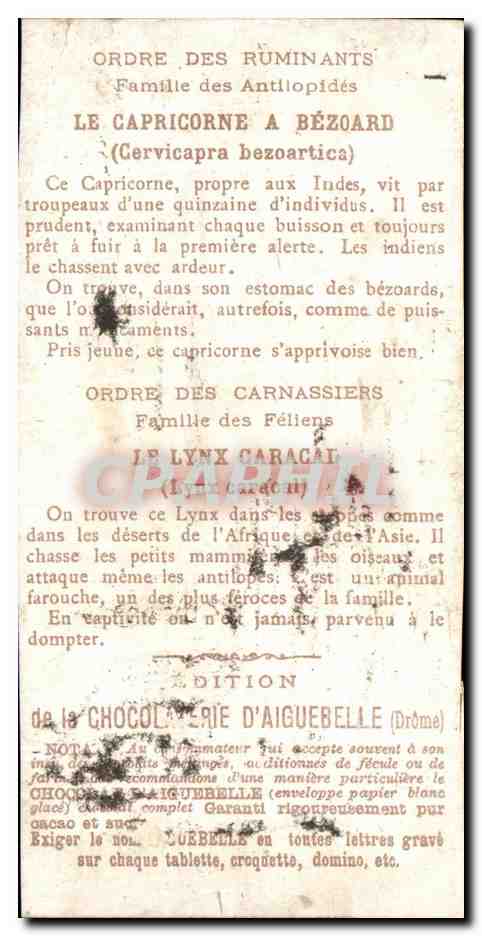 Chromo Le Monde Des Mammiferes Capricorne Lynx caracal  — Verso