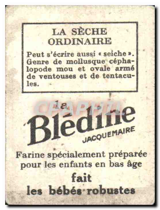 Image bledine Seche Ordinaire — Verso