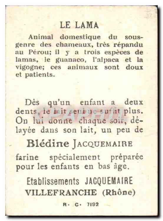 Image Bon Point Le Lama — Verso