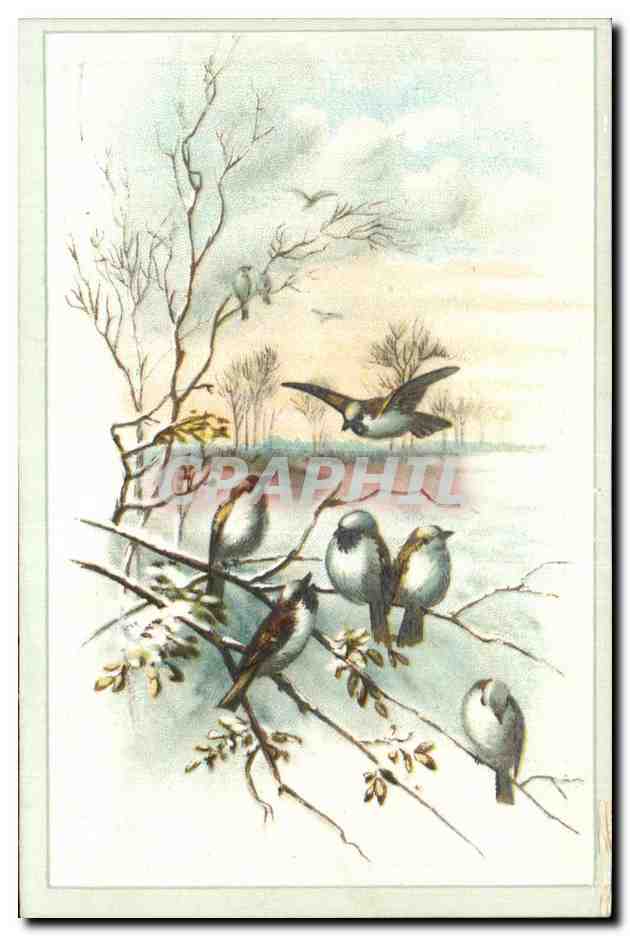 Chromo Chocolat Saintoin Oiseaux