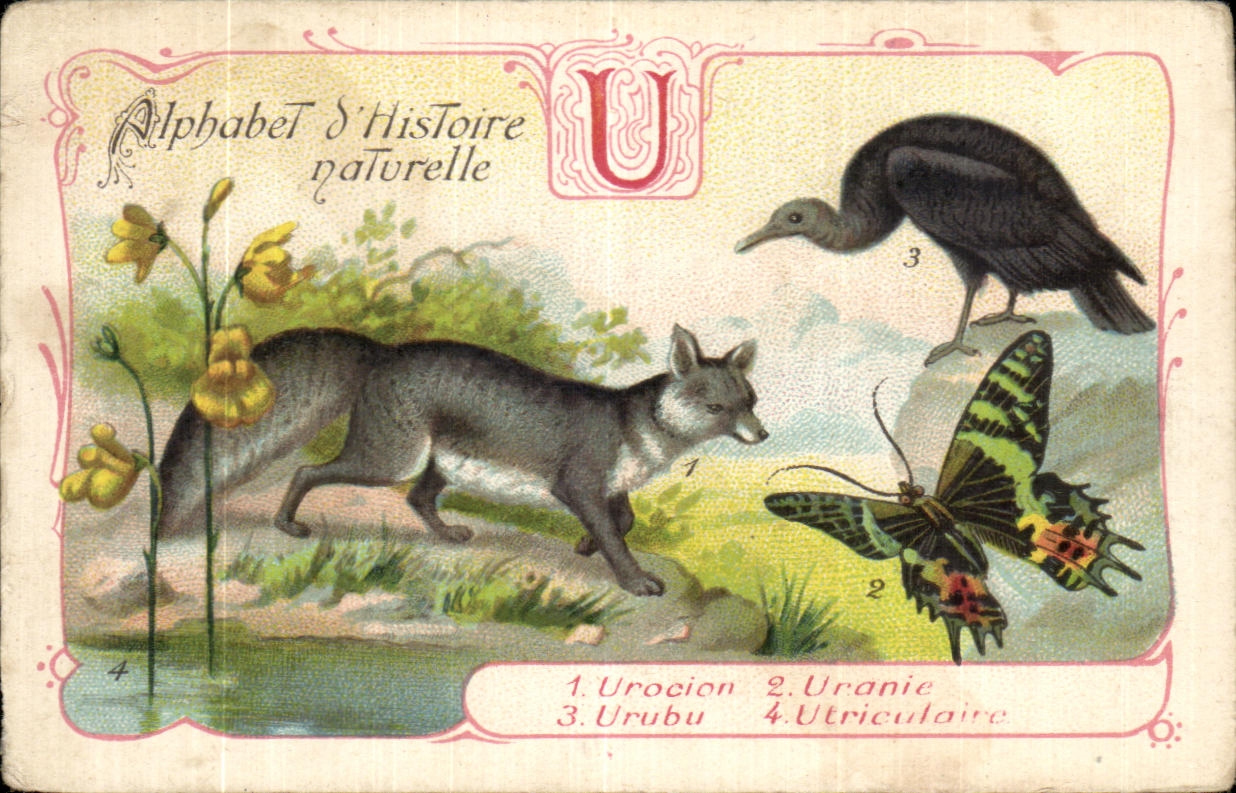 Image Alphabet istoire naturelle Renard Papillon Urubu 