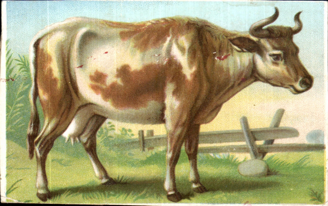 Image Vache 