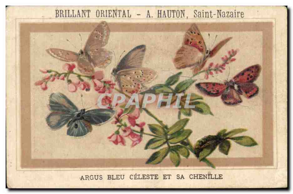 Chromo Argus Bleu Celeste Et Sa Chenille Papillon Brillant oriental Hauton Saint Nazaire 