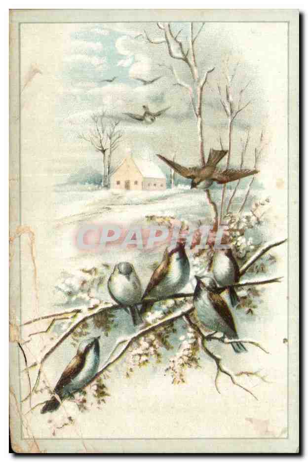 Chromo oiseaux Chocolat Santoin 