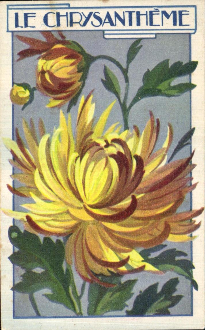 Image Le Chrysantheme Chicoree Extra A La Menagere Papier Grains De Case Duroyon Ramette Cambrai