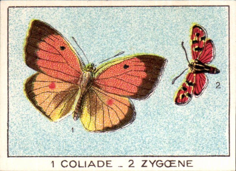 Image Coliade Zygoene Papillon 