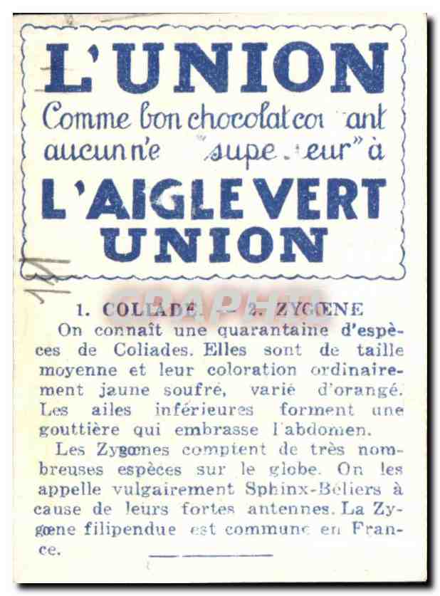 Image Coliade Zygoene Papillon  — Verso
