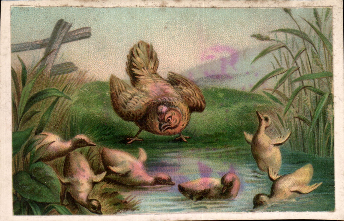 Chromo Chocolat Nantaise Berthelot Rue Voltaire Usine a vapeur Rue Canclaux Nantes Poule Canards Canetons 