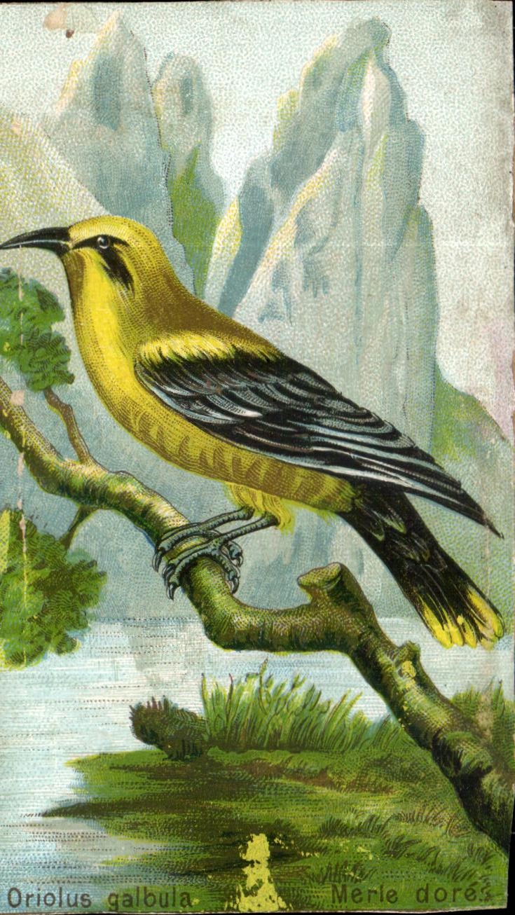Chromo Oriolus Galbula Merle Dore