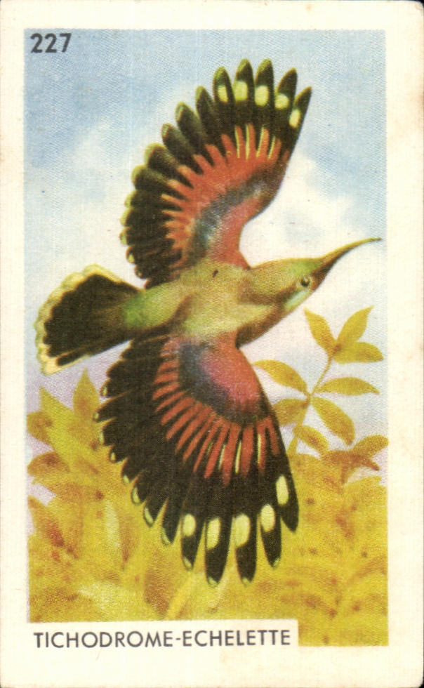 Image Tichodrome Echelette Oiseau Entremets Francorusse