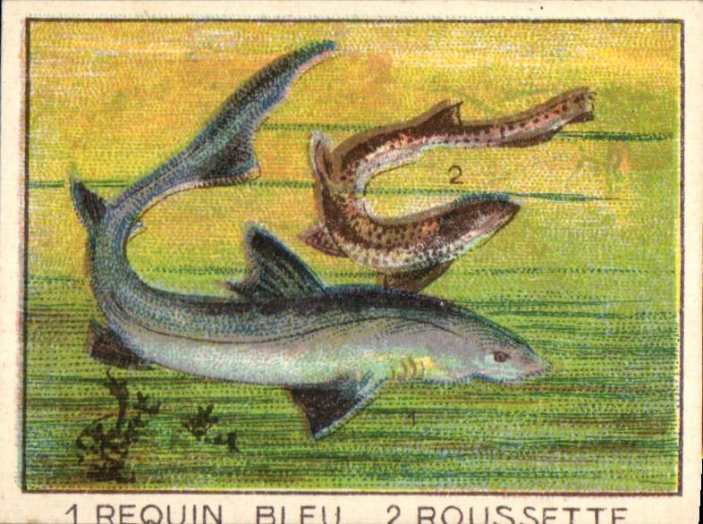Image Requin Bleu Boussette Chocolat Vinay