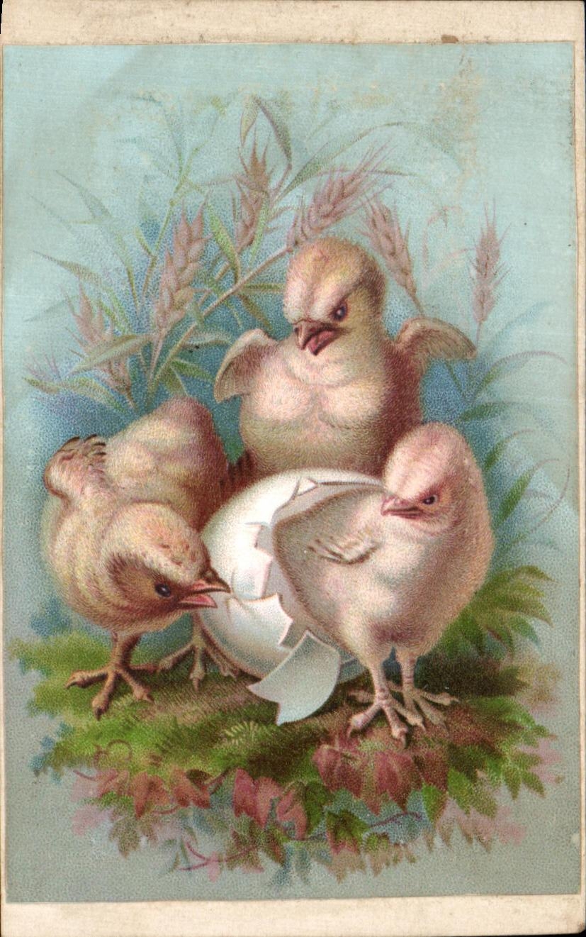 Chouettes — Chouettes — Chocolaterie Nantaise Berthelot Jne