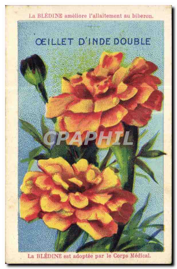 Image Oeillet D'Inde Double Fleur Bledine