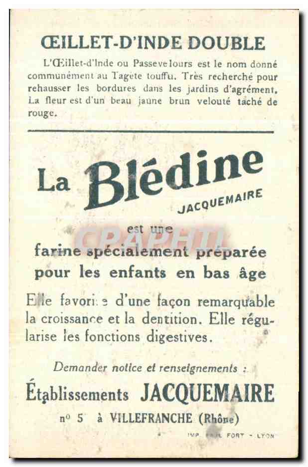 Image Oeillet D'Inde Double Fleur Bledine — Verso