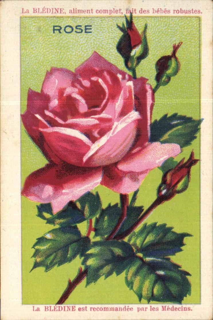 Image Bledine Rose