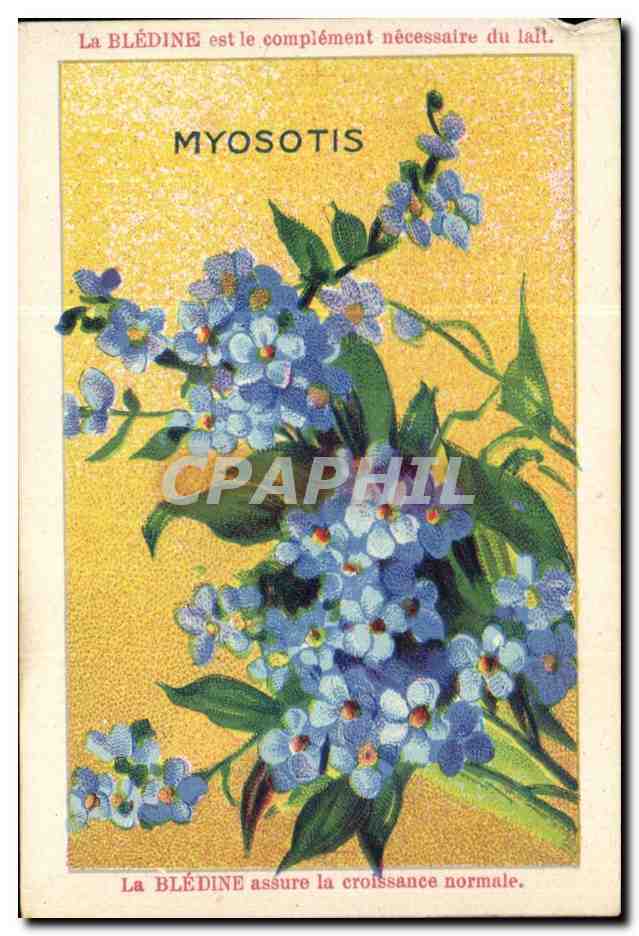 Image Bledine Myosotis