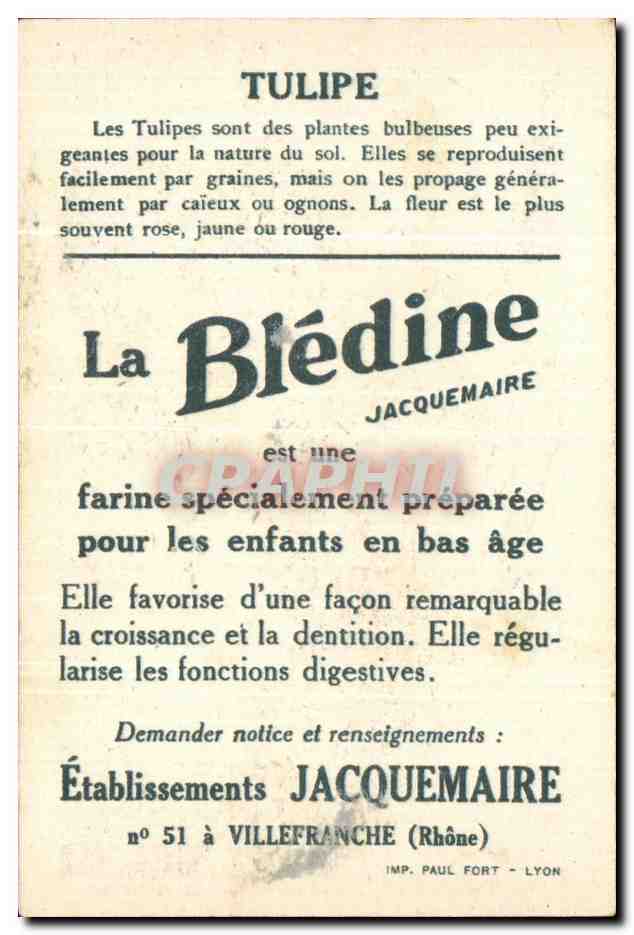 Image Bledine Tulipe — Verso