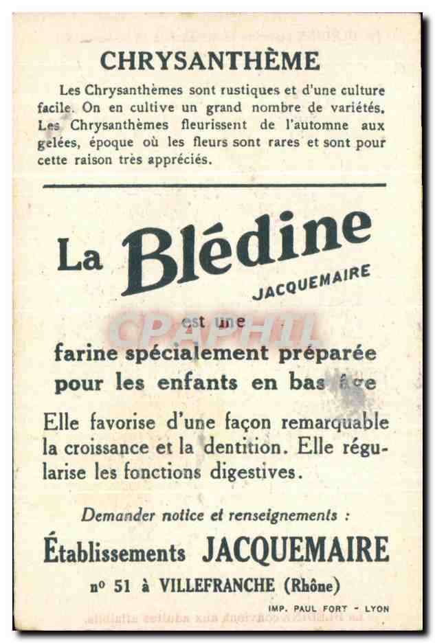 Image Bledine Chrysanthemes — Verso