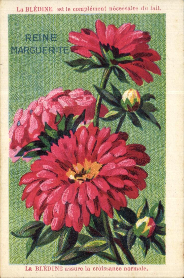 Image Bledine Reine Marguerite 
