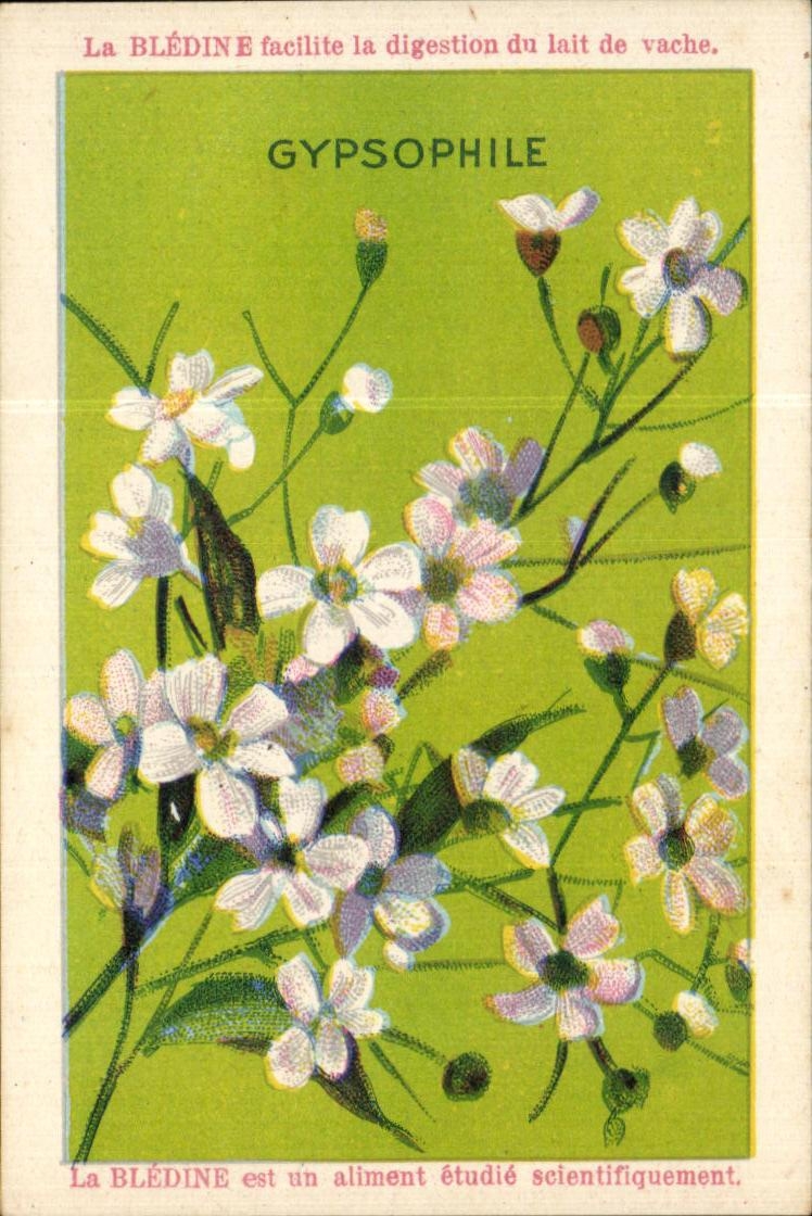 Image Bledine Gypsophile 