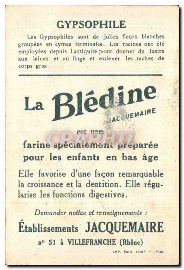 Image Bledine Gypsophile  — Verso