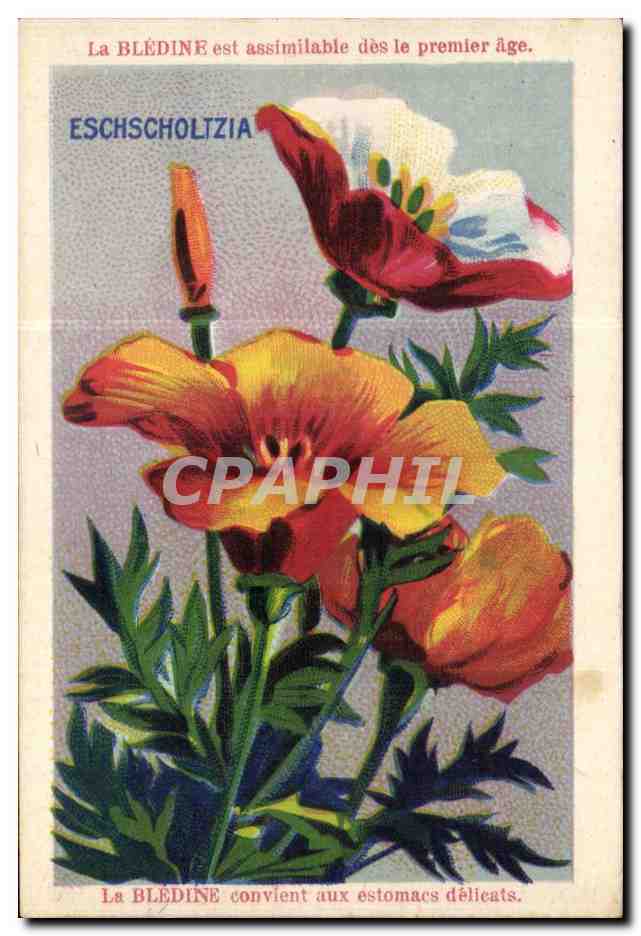 Image Bledine Eschscholtzia 