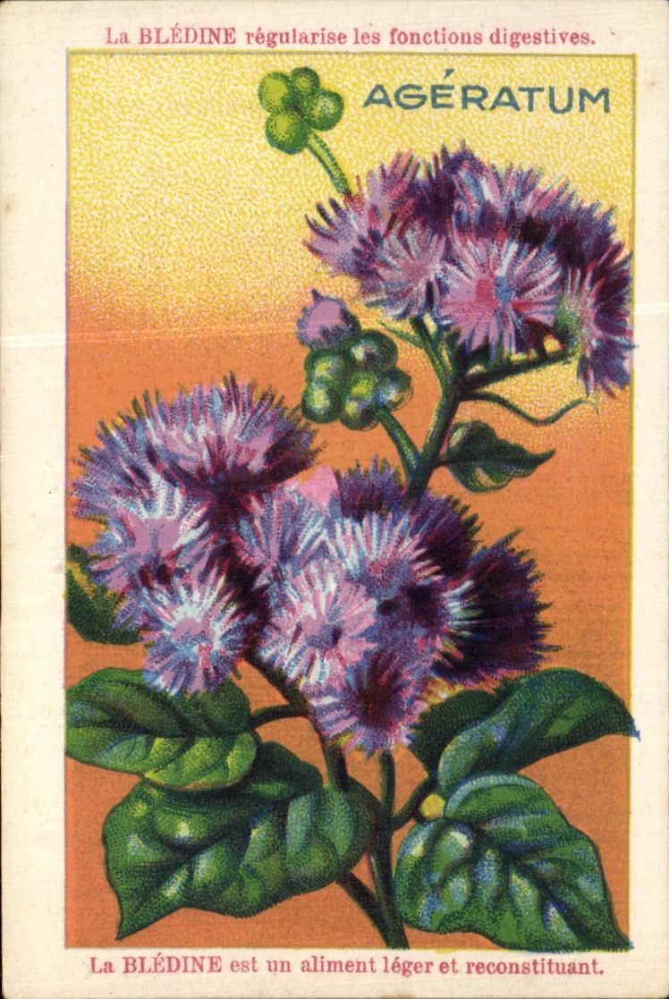 Image Bledine Ageratum 