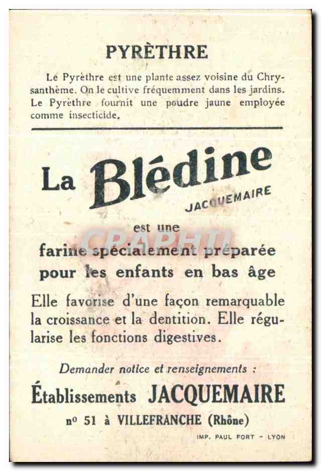 Image Bledine Pyrethre  — Verso