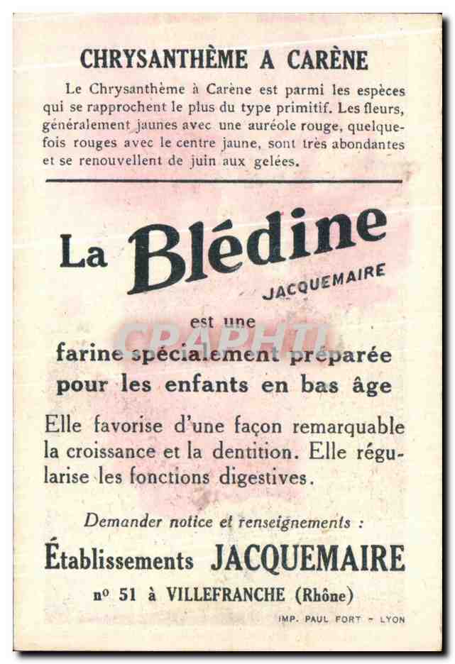 Image bledine Chrysantheme — Verso