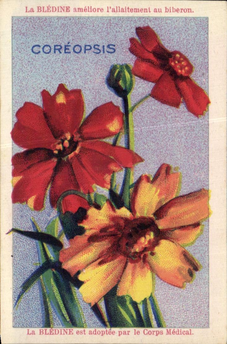 Image bledine Coreopsis 