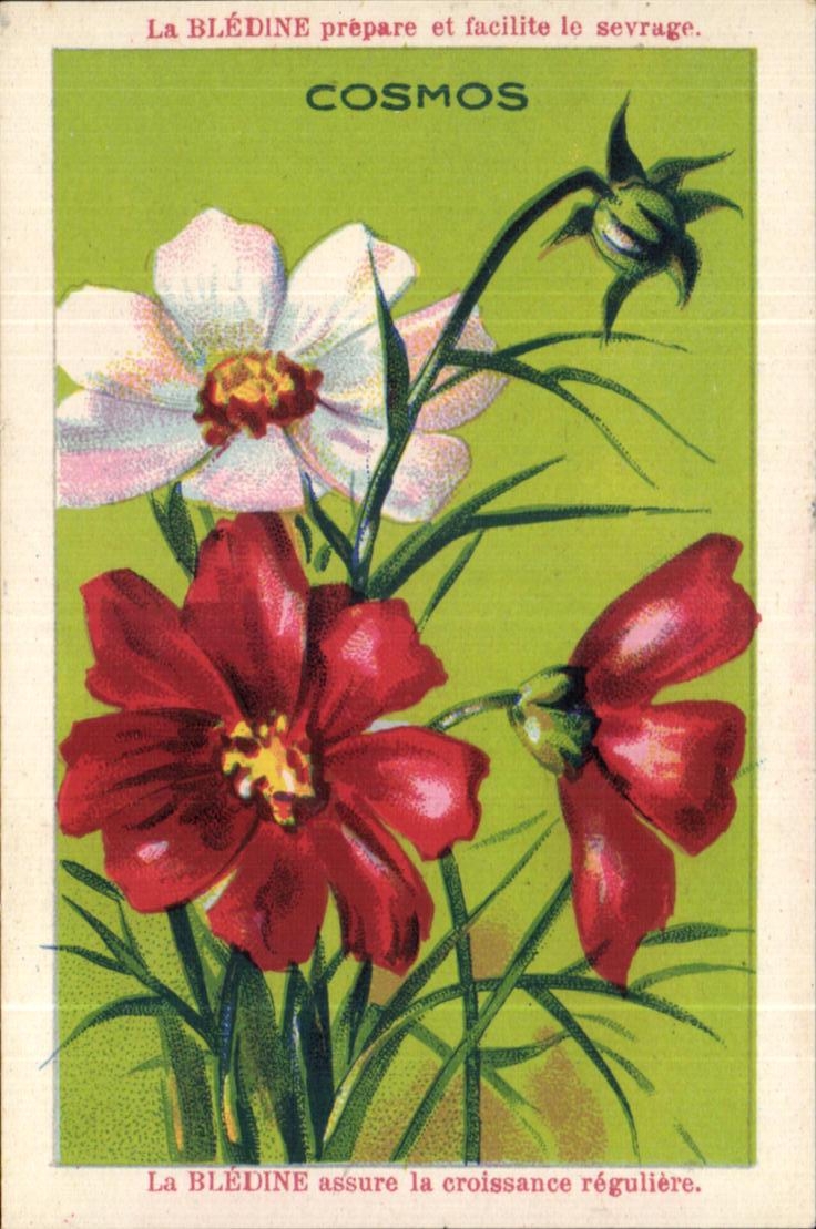 Image La Bledine Cosmos 