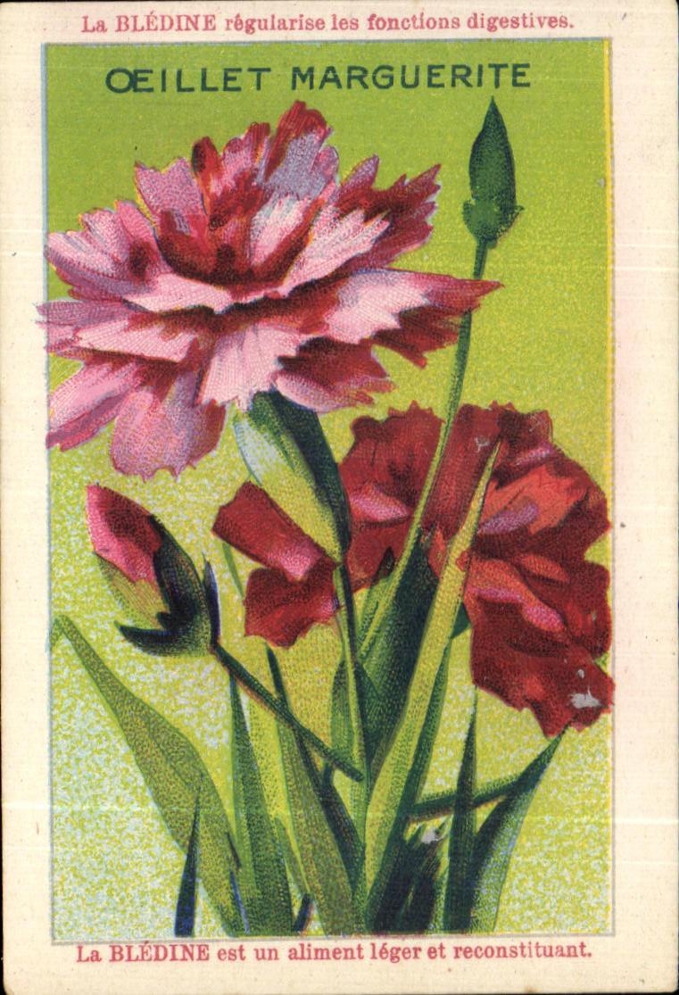 Image La Bledine Oeillet Marguerite