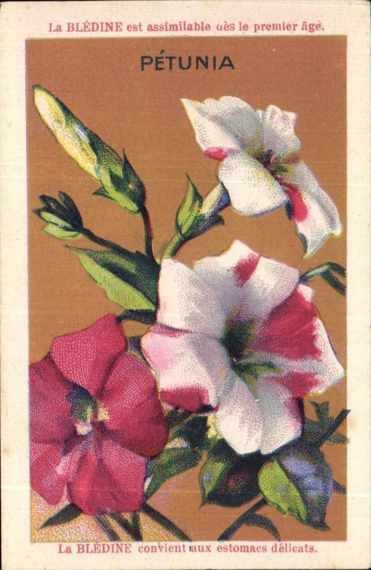 Image La Bledine Petunia