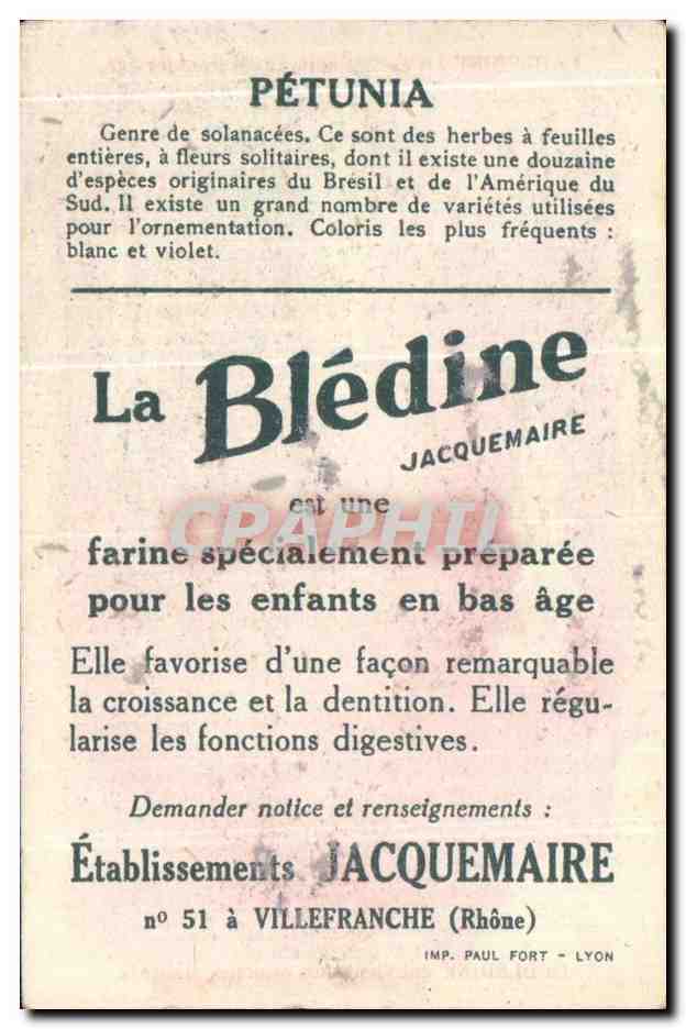 Image La Bledine Petunia — Verso