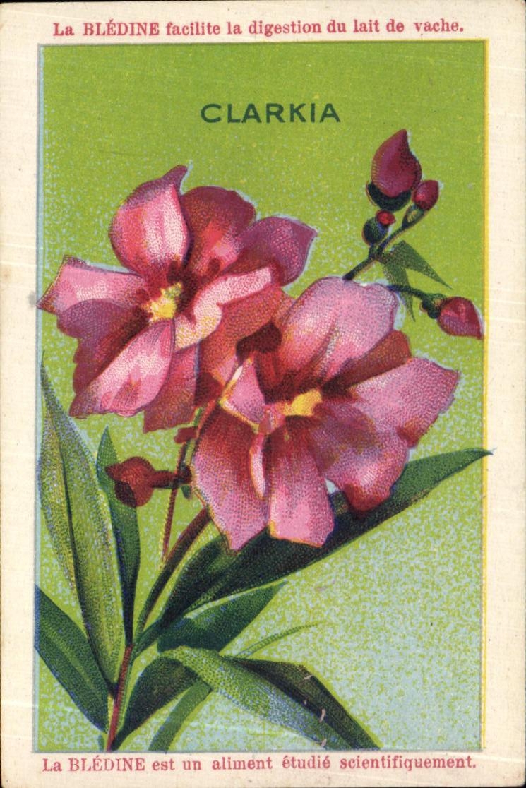 Image La Bledine Clarkia