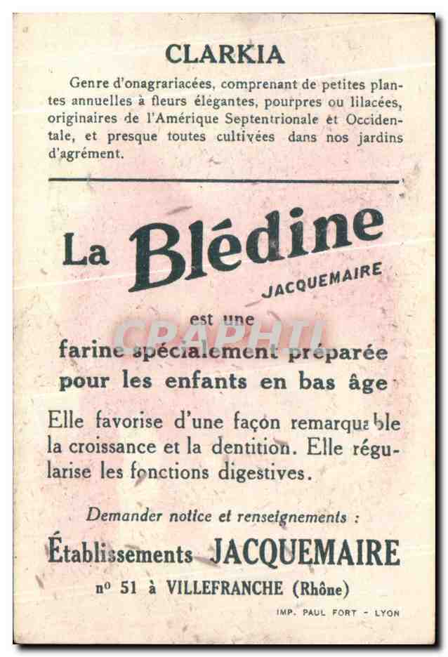 Image La Bledine Clarkia — Verso