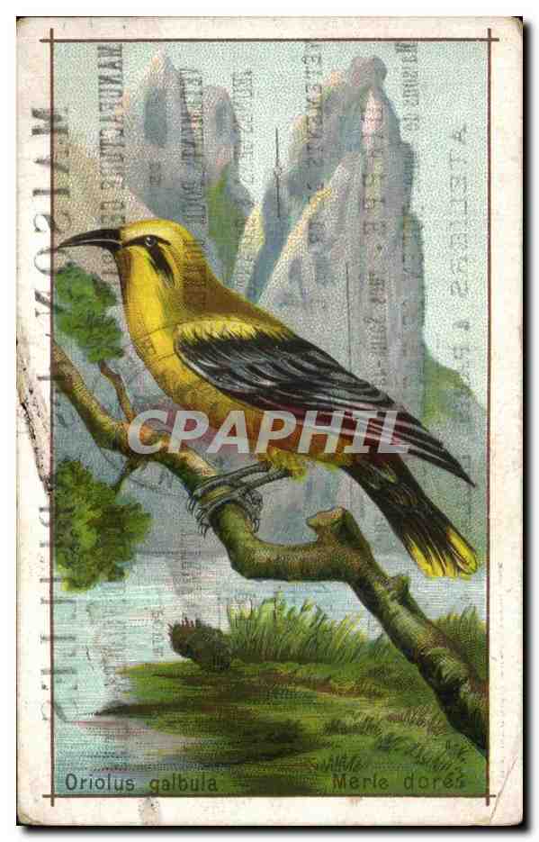 Chromo Maison des Abeilles Manufacture Generale Draperie Oriolus galbuma Merle dore 