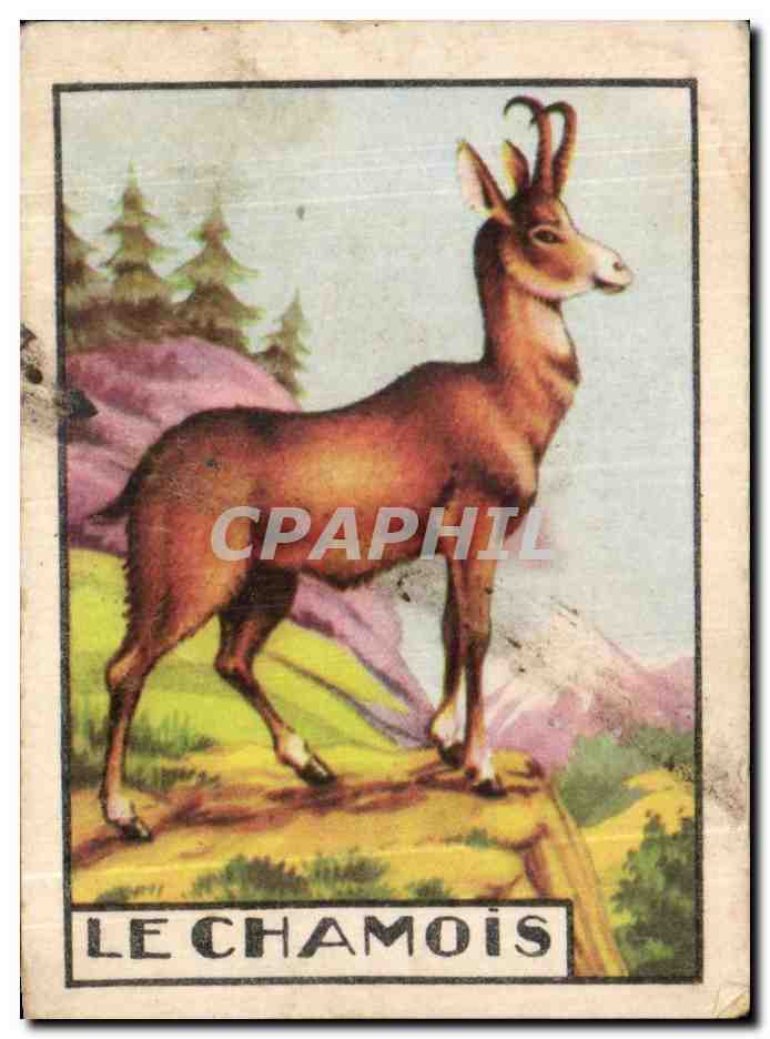 Image Lechamois